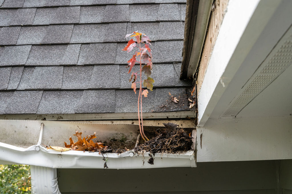 gutter repair - before - sagging gutter with tree