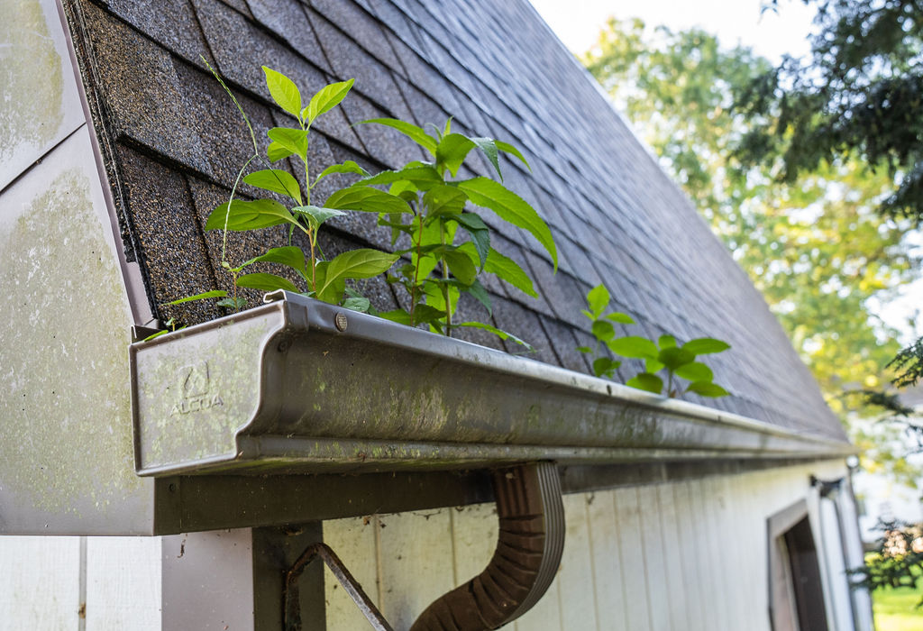 gutter cleaning needed