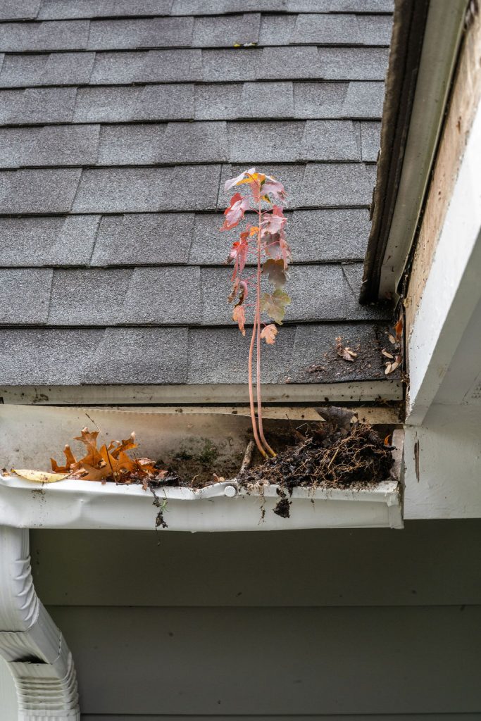 gutter repair needed - tree growing out of a broken gutter