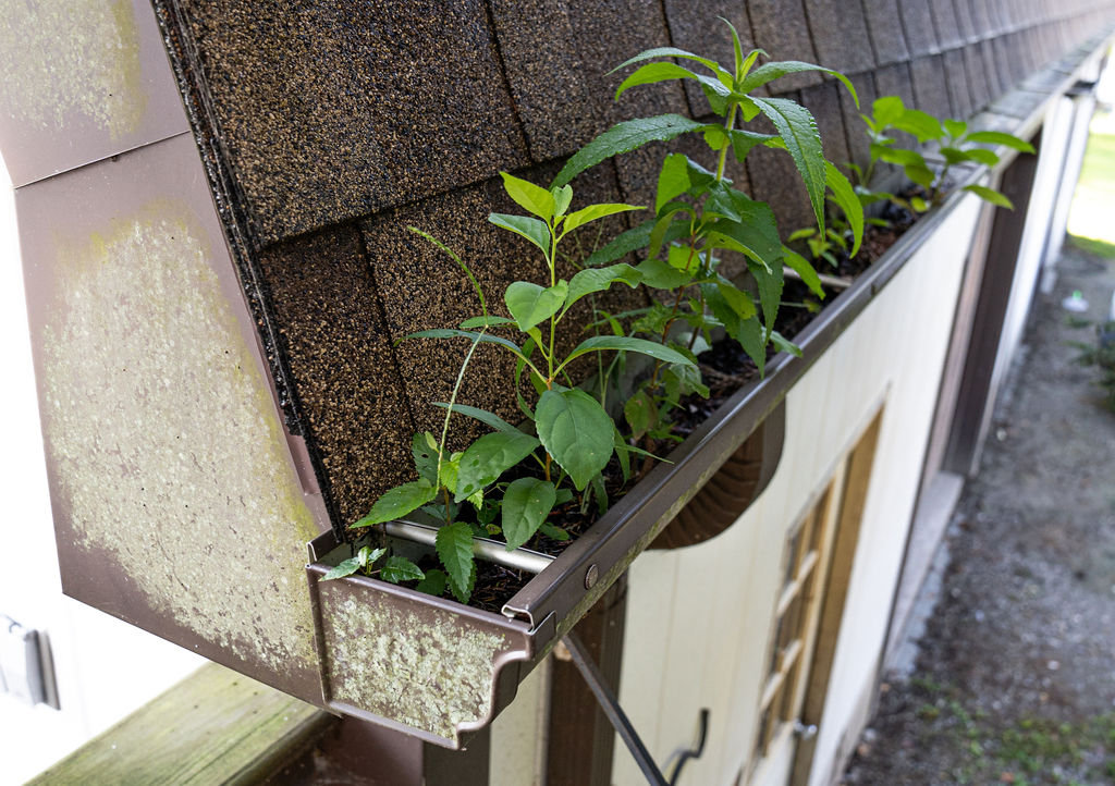 clogged gutter