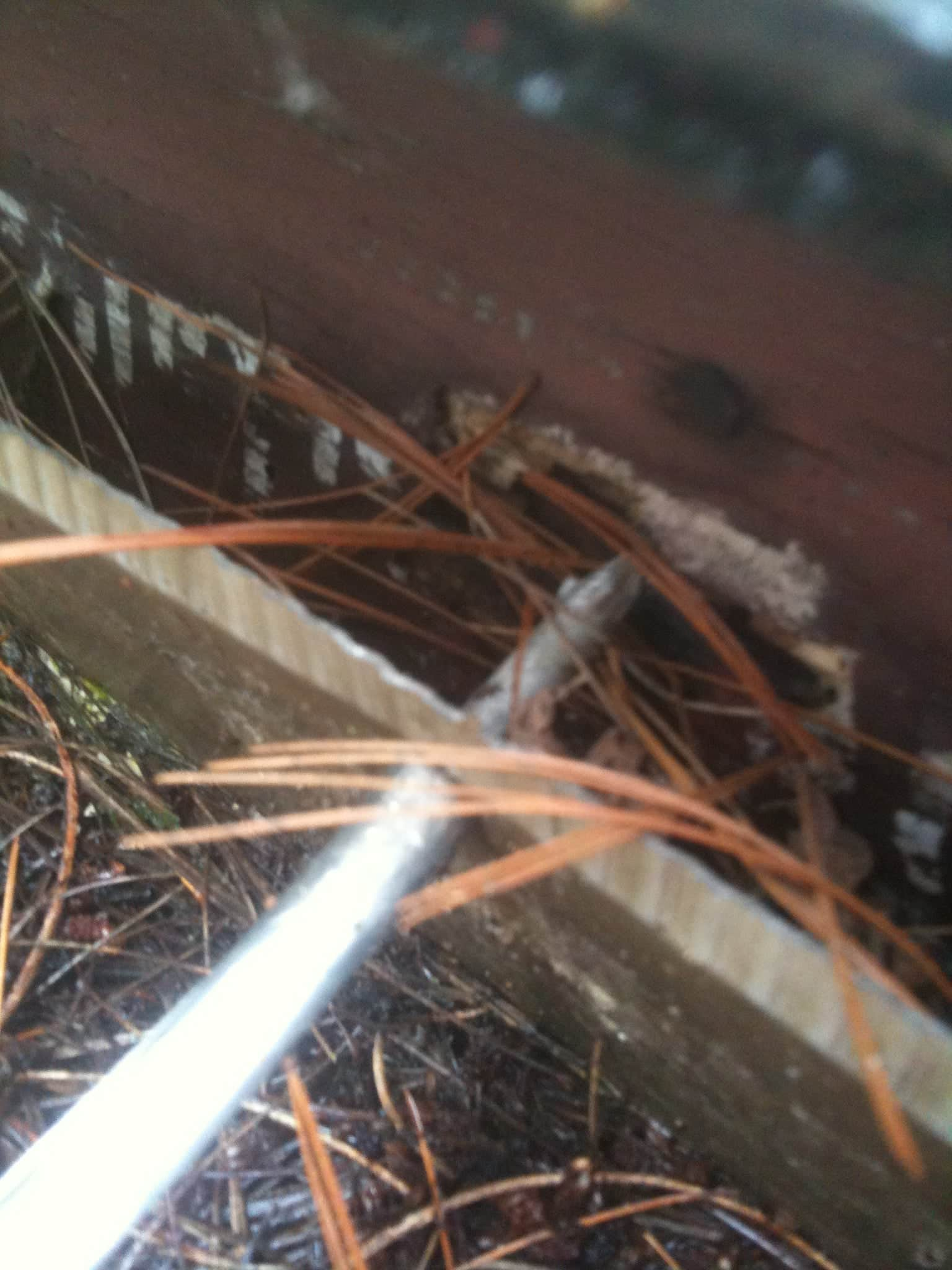 Inspecting a damaged gutter run and fascia board